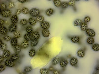 Russula exalbicans (pulchella) Verblassender Täubling