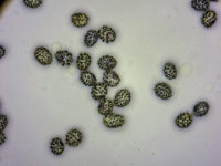 Russula exalbicans (pulchella) Verblassender Täubling