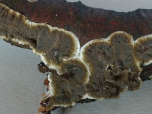 Porostereum spadiceum Rußbrauner Schichtpilz