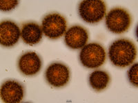 Elaphomyces granulatus - Warzige Hirschtrüffel