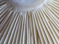 Russula queletii – Stachelbeer Täubling - Lamellenansatz vergrößert