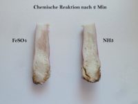 Russula queletii - Stachelbeer Täubling - Chemische Reaktion
