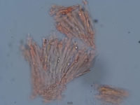 Russula camarophylla - Schnecklings -Täubling