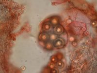 Genabea cerebriformis - Gewundener Hohltrüffel
