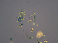 Hymenogaster luteus - Gelbe Erdnuss