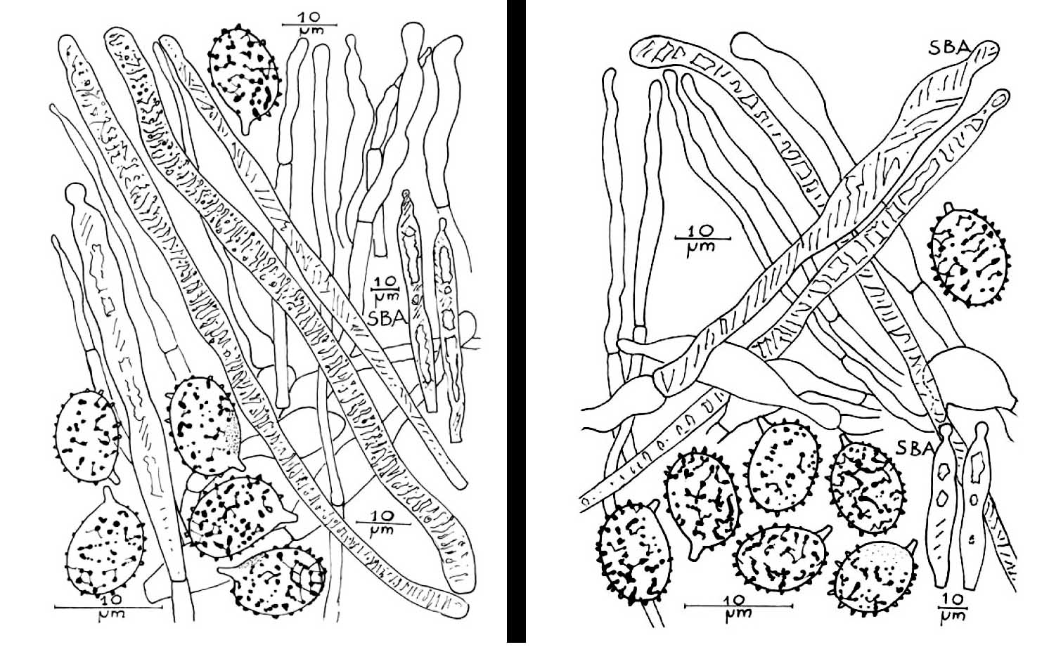 Russula pallidospora-1